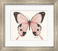 Framed Butterfly 1