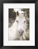 Framed White Horse Mystique
