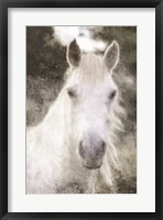 Framed White Horse Mystique
