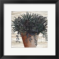 Framed 'Remarkable Succulents I' border=