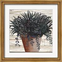 Framed Remarkable Succulents I