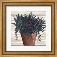 Framed Remarkable Succulents II