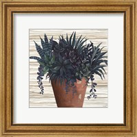 Framed 'Remarkable Succulents II' border=