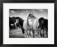Framed Black & White Horses