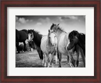 Framed Black & White Horses