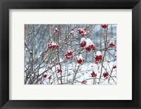 Framed Berries in Winter