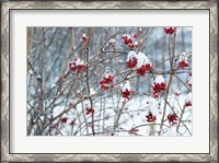 Framed Berries in Winter