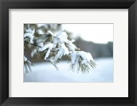 Framed Frosted White Pine