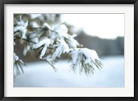 Framed Frosted White Pine