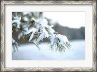 Framed Frosted White Pine