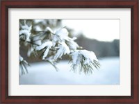 Framed Frosted White Pine