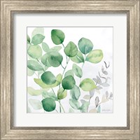 Framed Eucalyptus Leaves II