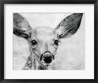 Framed Portrait of a Fawn