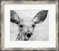 Framed Portrait of a Fawn