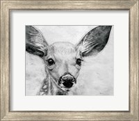 Framed Portrait of a Fawn