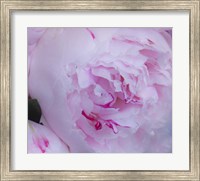 Framed Pink Flower