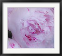 Framed Pink Flower