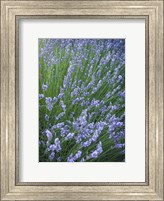 Framed Purple Wildflowers
