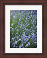 Framed Purple Wildflowers
