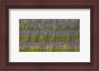 Framed Field of Purple
