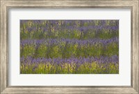 Framed Field of Purple