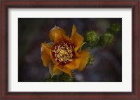 Framed Close Up of Orange Flower