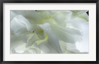 Framed Close Up of White Flower