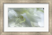 Framed Close Up of White Flower