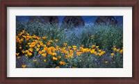 Framed Field of Orange Flowers