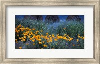 Framed Field of Orange Flowers