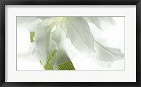 Framed White Petals