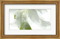 Framed White Petals