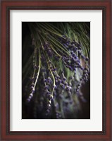 Framed Purple Buds