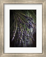 Framed Purple Buds