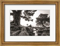 Framed Black & White Fanal