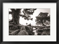 Framed Black & White Fanal