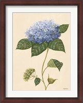 Framed Blue Hydrangea