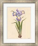 Framed Blue Iris