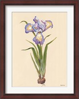 Framed Blue Iris