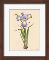 Framed Blue Iris