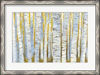 Framed Aspen Grove