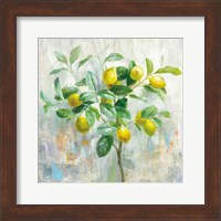 Framed Lemon Branch