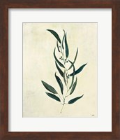 Framed Botanical Study VI