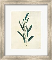 Framed Botanical Study V