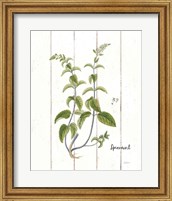 Framed Cottage Herbs IV