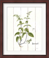 Framed Cottage Herbs IV
