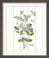 Framed Cottage Herbs III