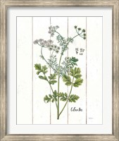 Framed Cottage Herbs III