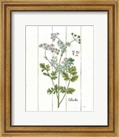 Framed Cottage Herbs III