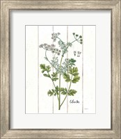 Framed Cottage Herbs III